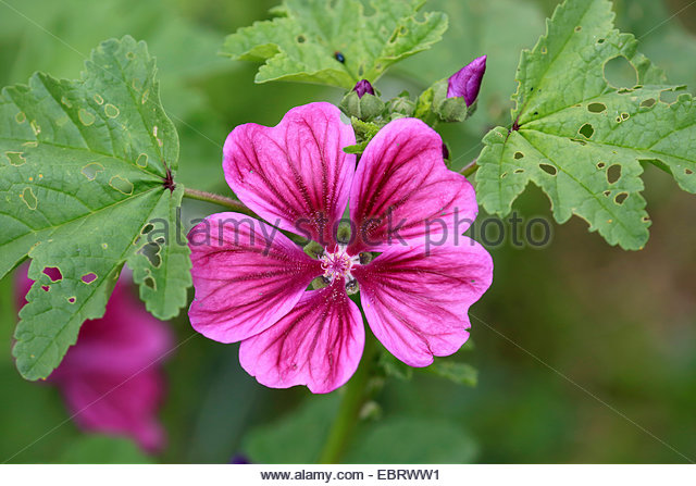 Malva sylvestris subsp. mauritiana